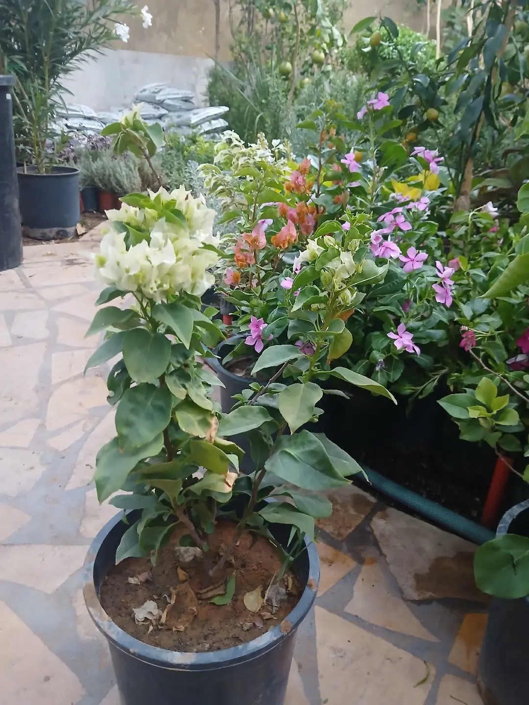 تنسيق حدائق
